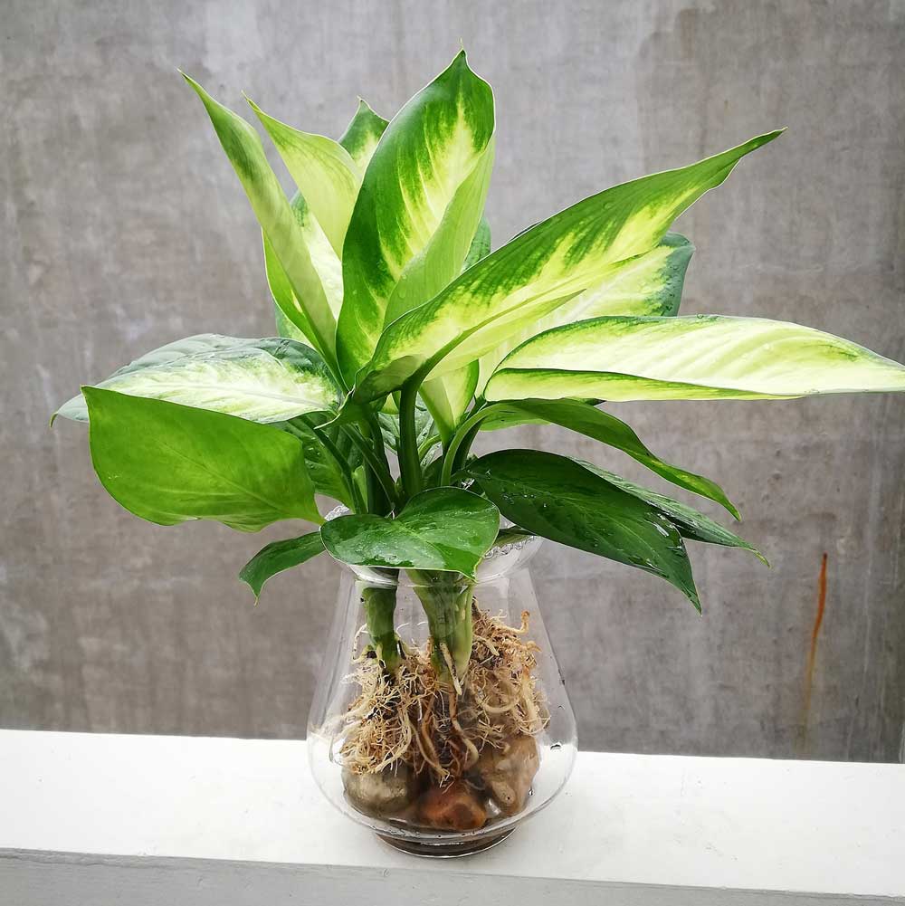 Cây Sao Sáng Thủy Sinh Dieffenbachia Camilla