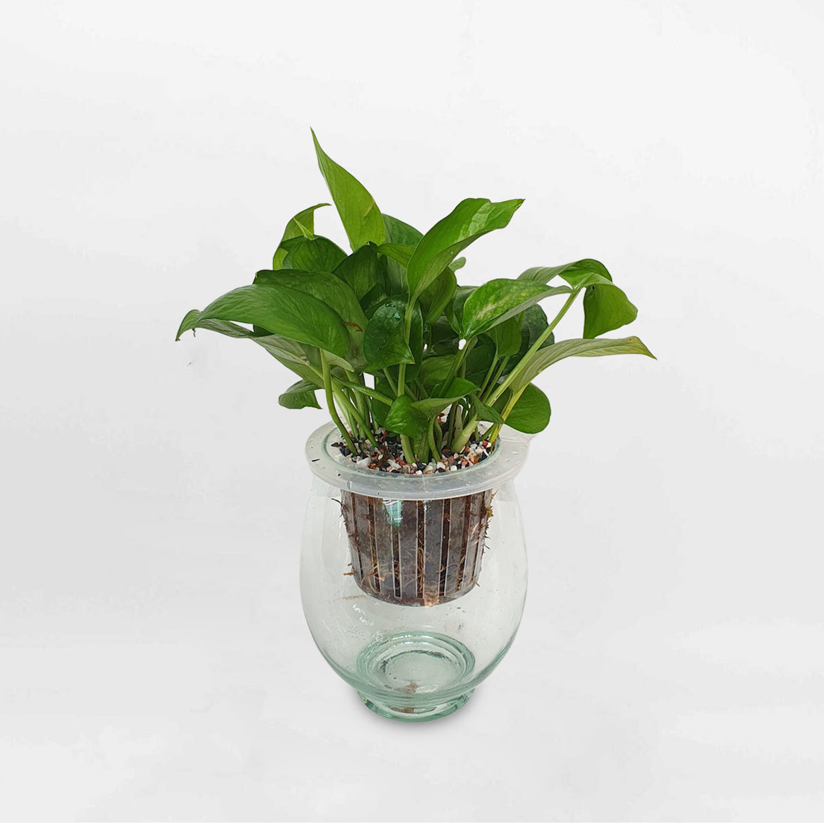 Cây Trầu Bà Thủy Sinh Epipremnum aureum chậu thủy tinh EPAU004