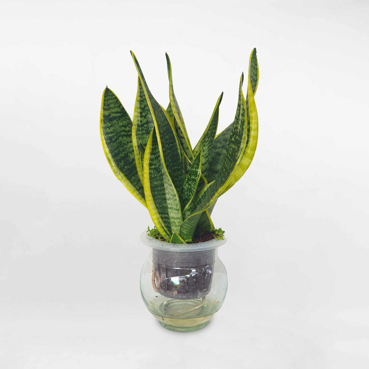 Cây Lưỡi Hổ Thủy Sinh Sansevieria trifasciata