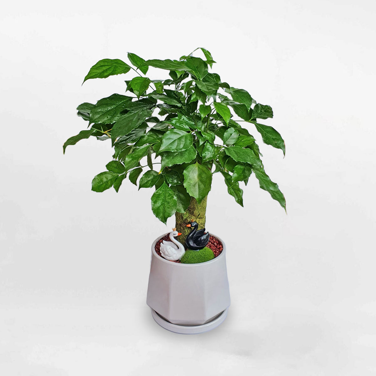 Cây hạnh phúc thân cổ thụ để bàn RADE004