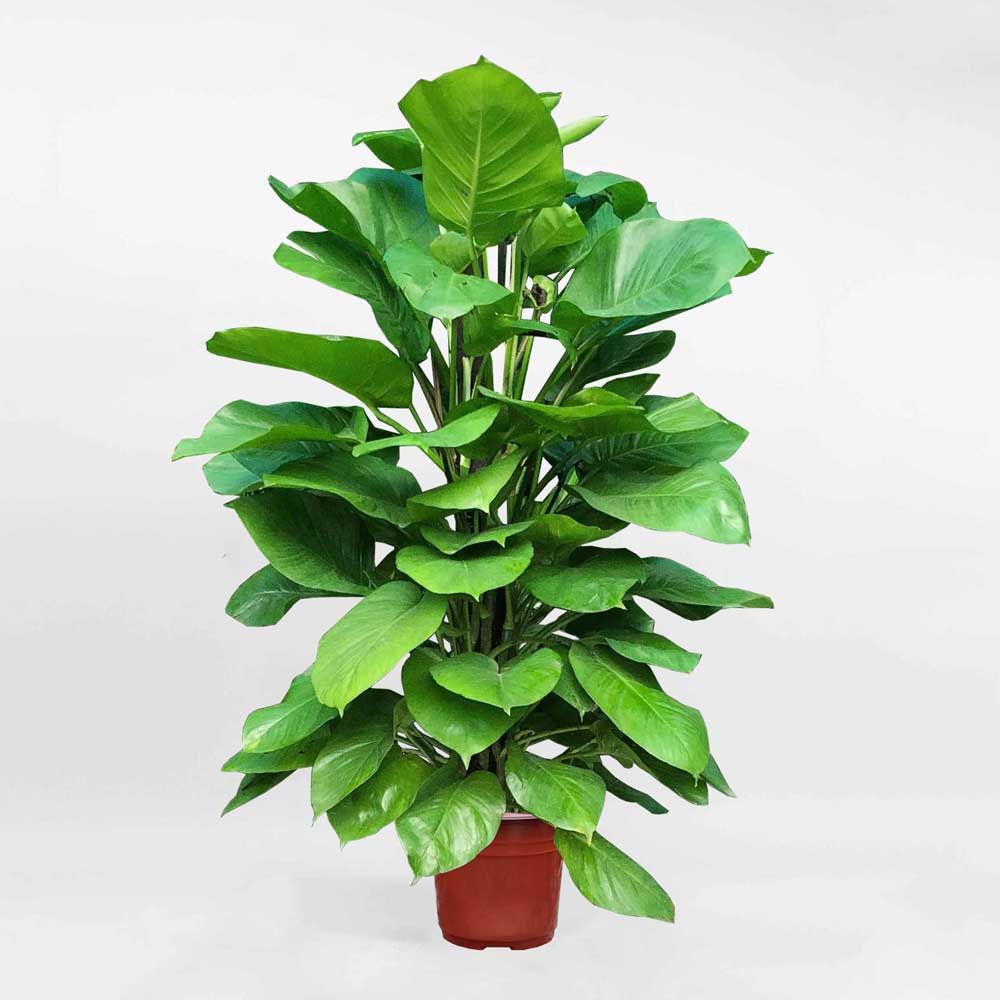 Cây Trầu Bà Leo Cột Epipremnum Aureum