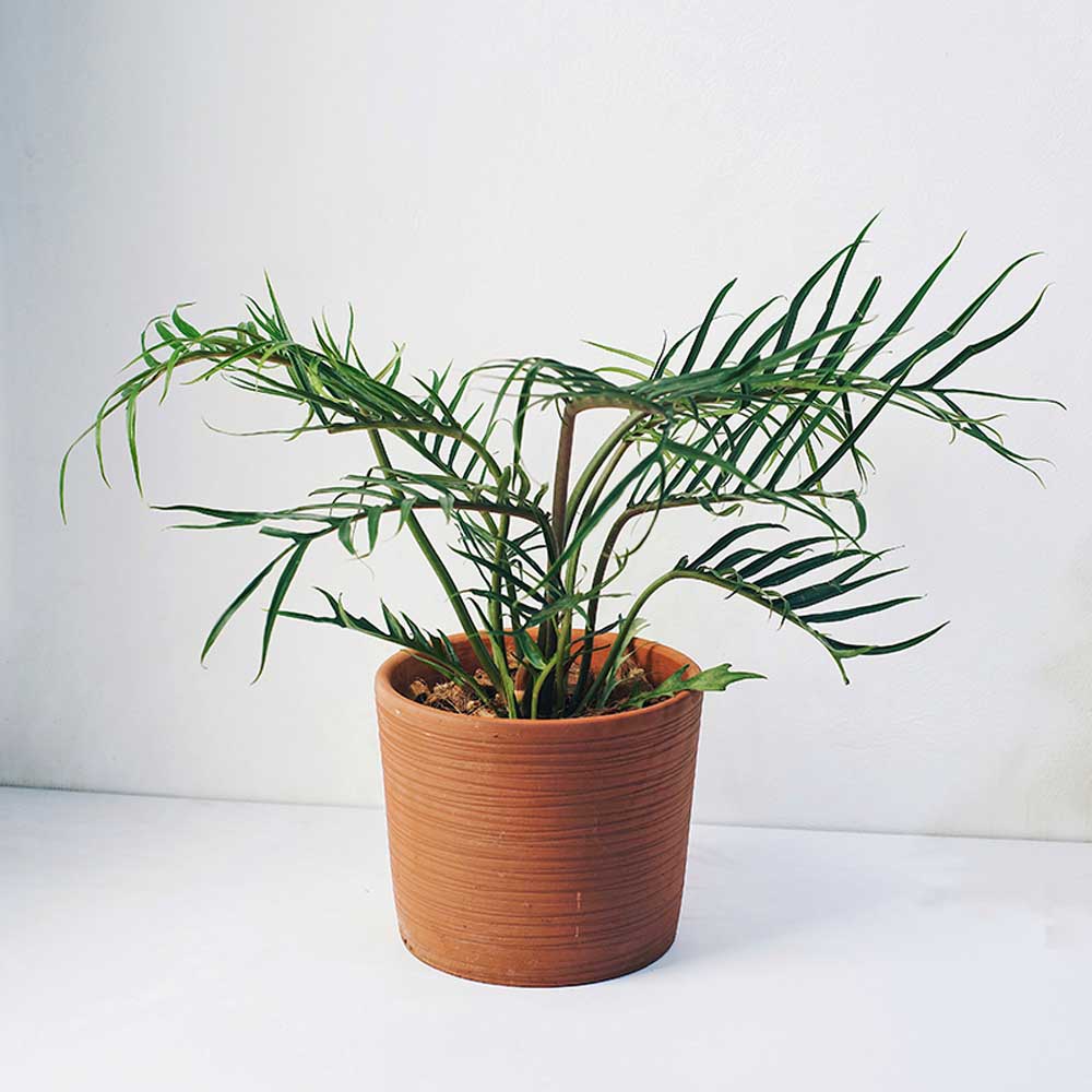 Philodendron Tortum