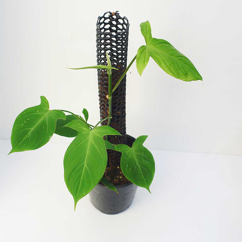 Philodendron Camposportoanum