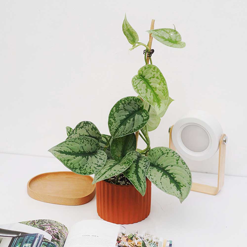 Trầu Bà Lụa – Scindapsus Pictus ‘Exotica’