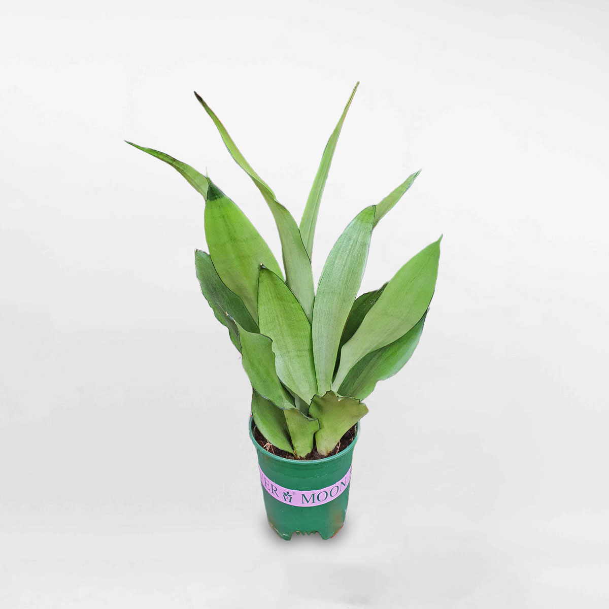 Lưỡi Hổ Bạc Sansevieria ‘Moonshine’ SANS400