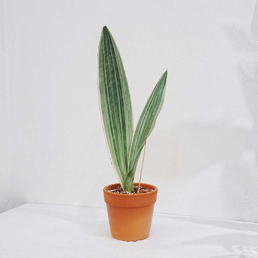 Cây Lưỡi Hổ Sansevieria Metallica Siam Silver