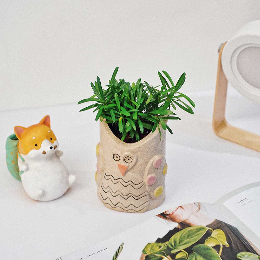 Tùng Vạn Niên Mini Podocarpus Brevifolius