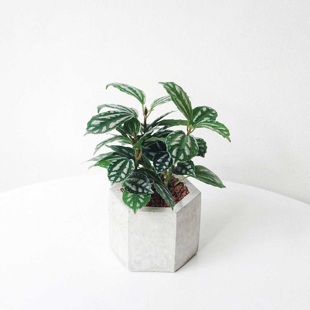 Cây Lá Bạc Pilea Cadierei
