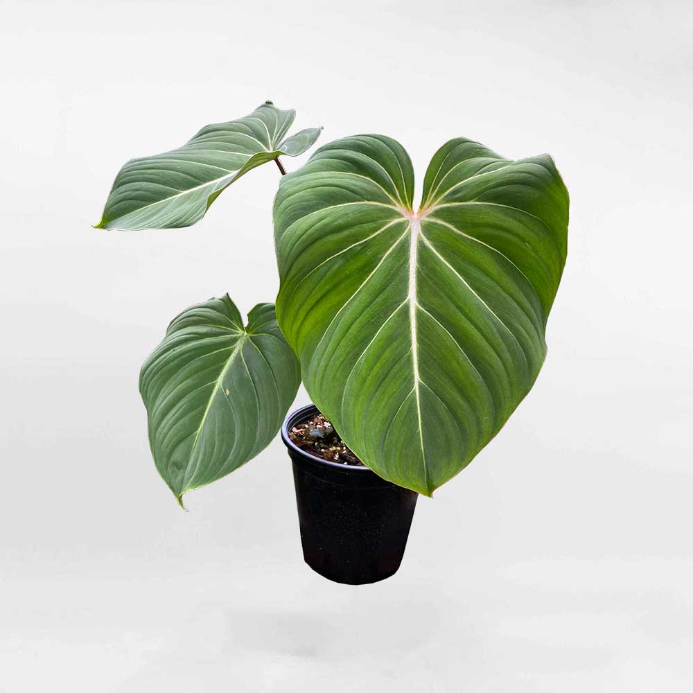 Cây Philodendron Gloriosum