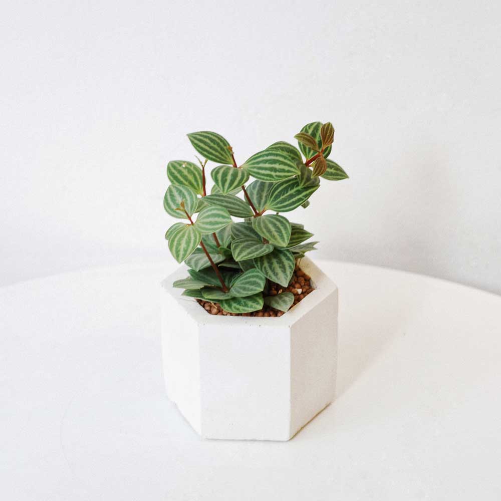 Lá Hột Xoàn Peperomia Puteolata