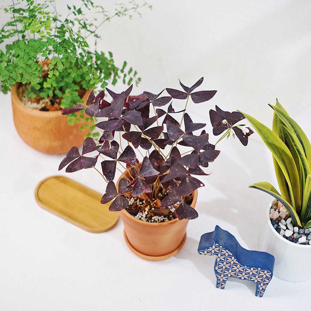 Cây Bướm Đêm Oxalis Triangularis