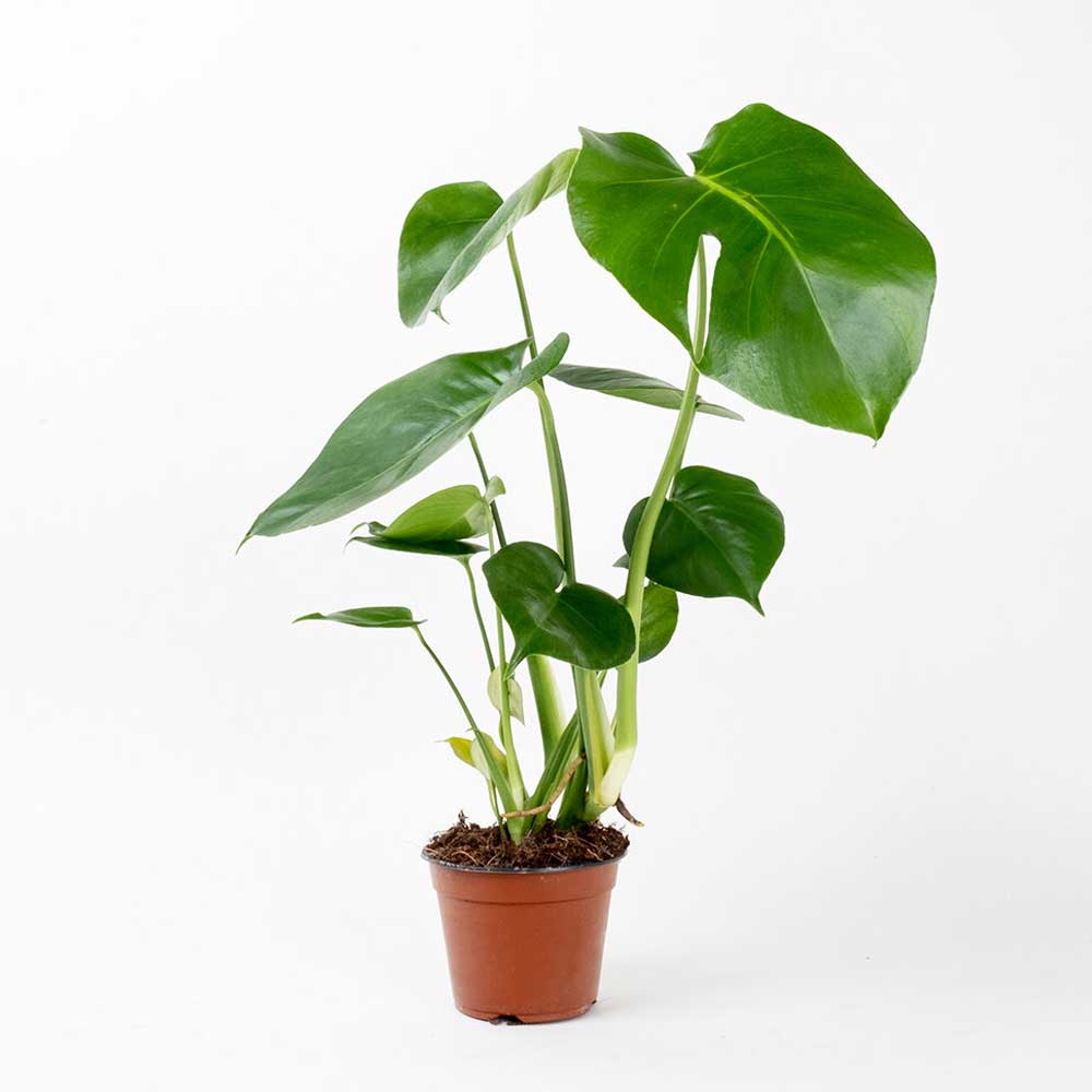 Trầu bà lá xẻ Monstera Deliciosa cây con