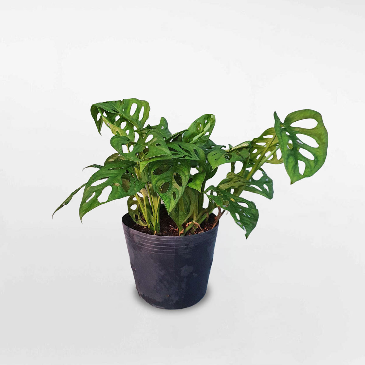 Cây trầu bà lỗ Monstera adansonii chậu ươm MOAD001