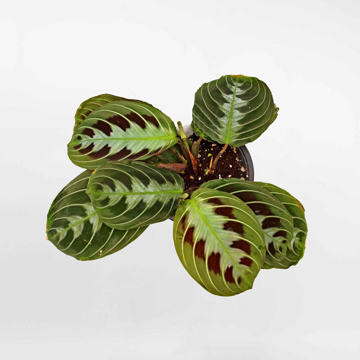 Cây cầu nguyện Maranta leuconeura ‘massangeana’ MARA100