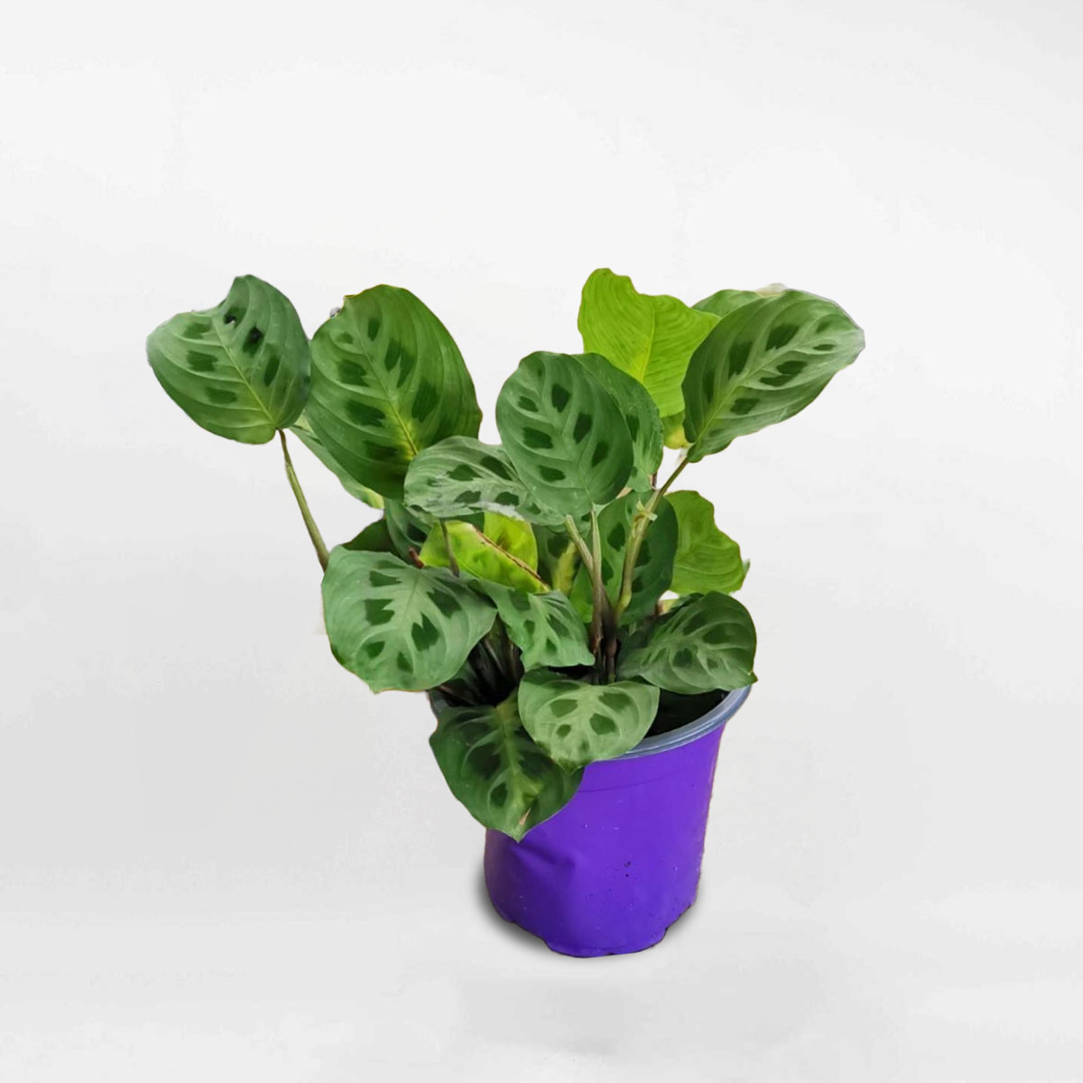 Cây đuôi công đốm xanh Maranta Leuconeura‬ MARA001