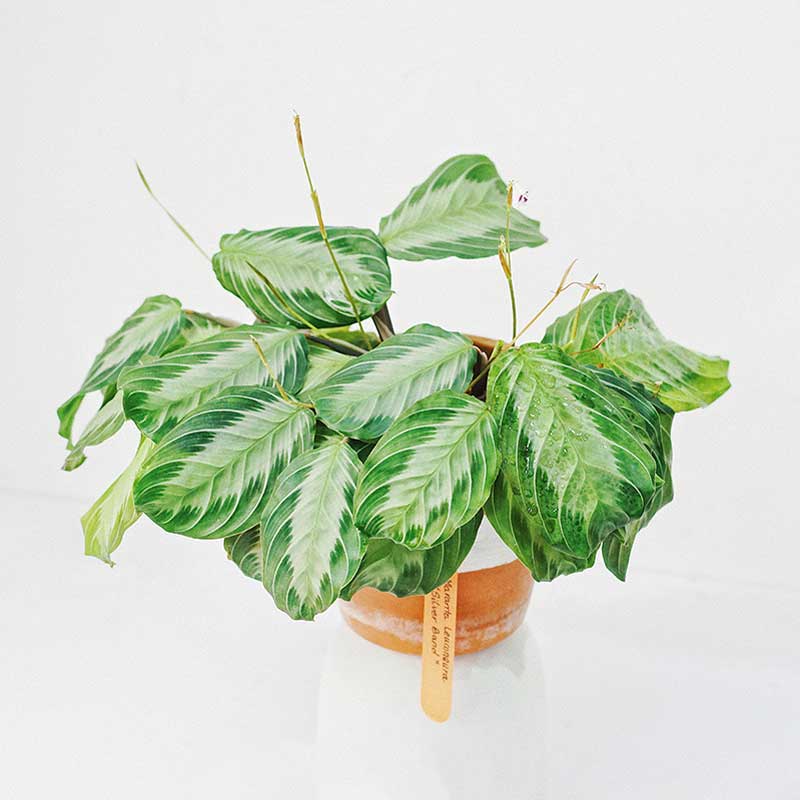 Đuôi Công Maranta Leuconeura “Silver Band”