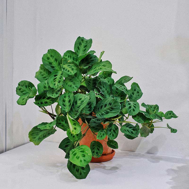 Cây Đuôi Công Maranta Leuconeura