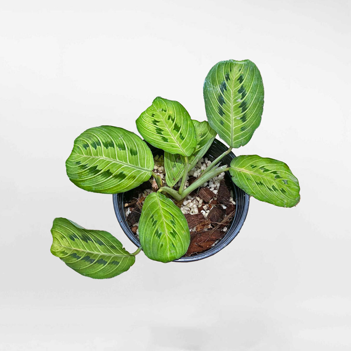 Cây cầu nguyện Maranta Lemon Lime MARA200