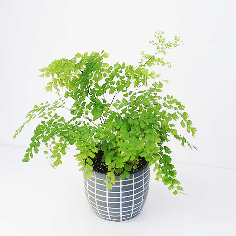 Dương Xỉ Tóc Thần Lá Nhuyễn Maidenhair Fern