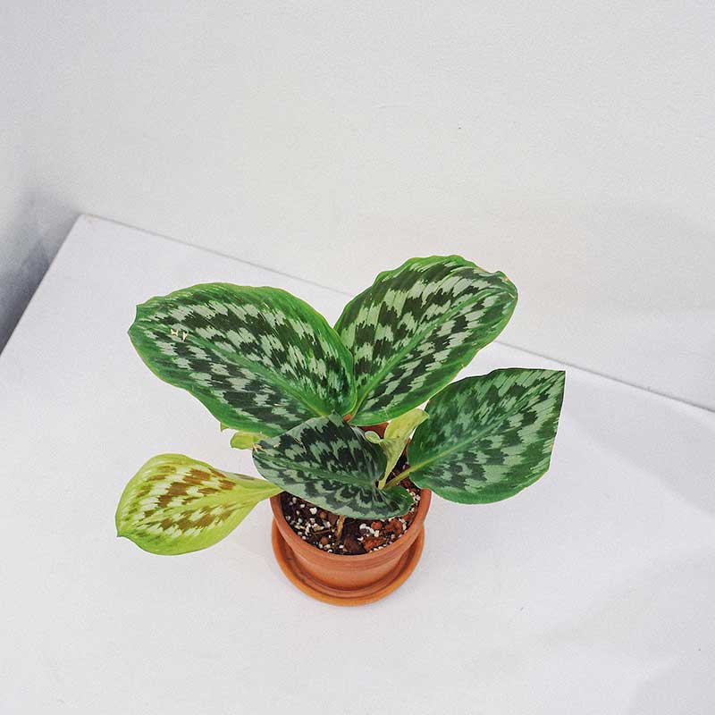 Kaempferia Pulchra