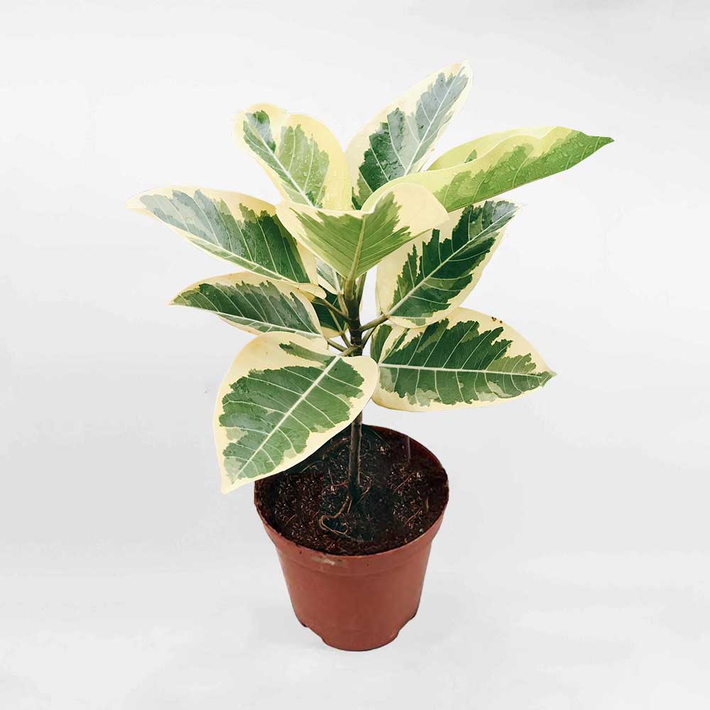 Cây Đa Búp Vàng Ficus Altissima Variegata