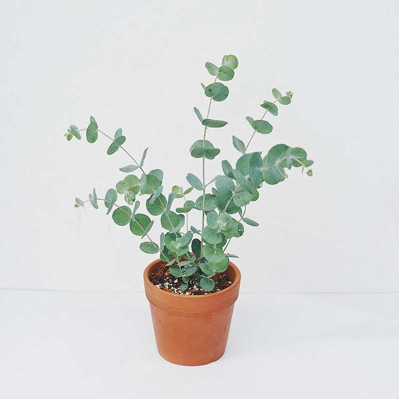 Cây Khuynh Diệp Ánh Bạc Eucalyptus True Blue