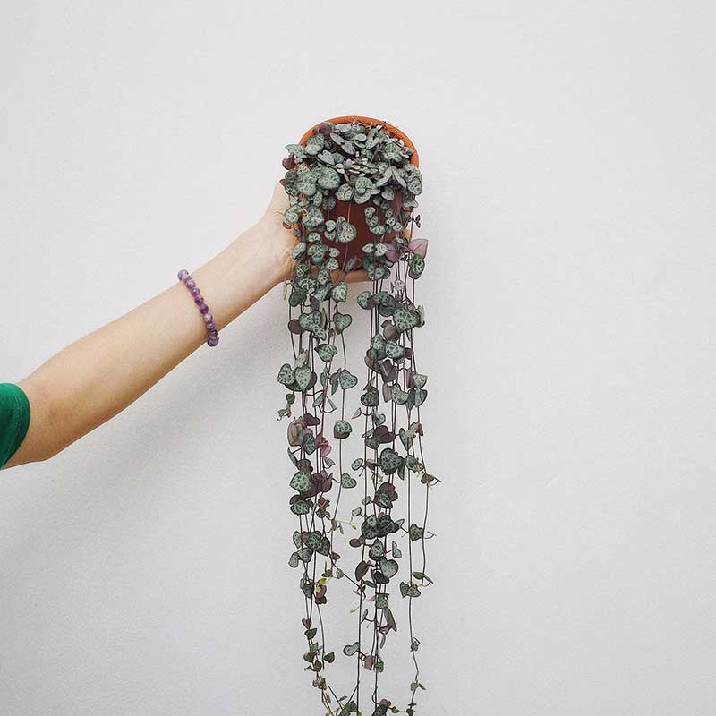 Cây Chuỗi Tim Ceropegia Woodii