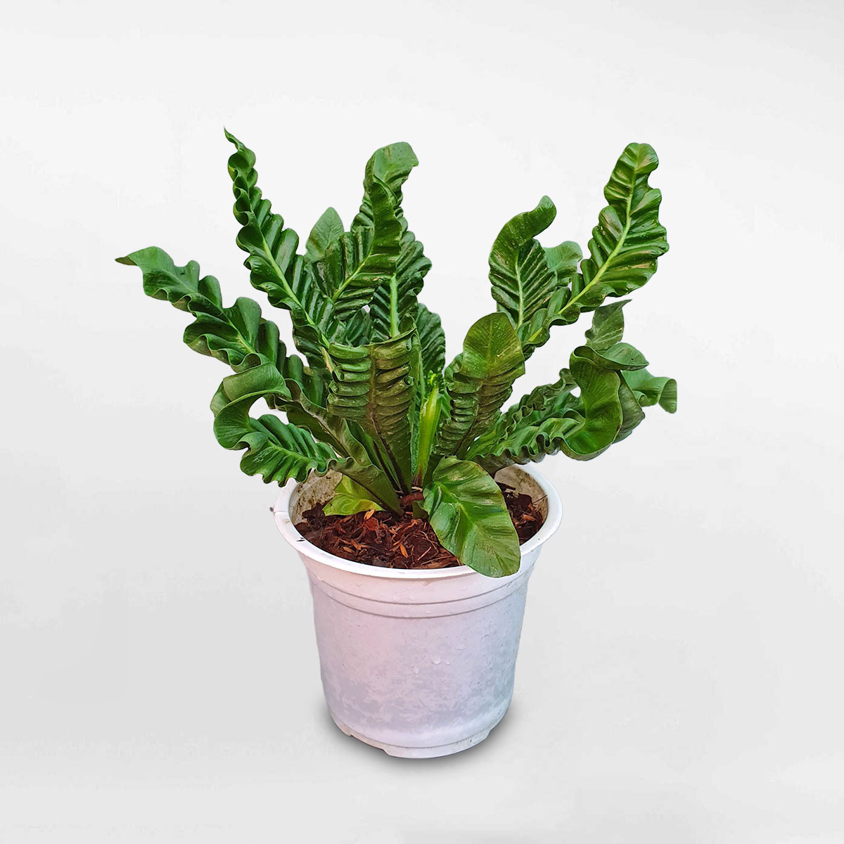 Cây dương xỉ tổ chim Crispy Wave Fern ASPL101
