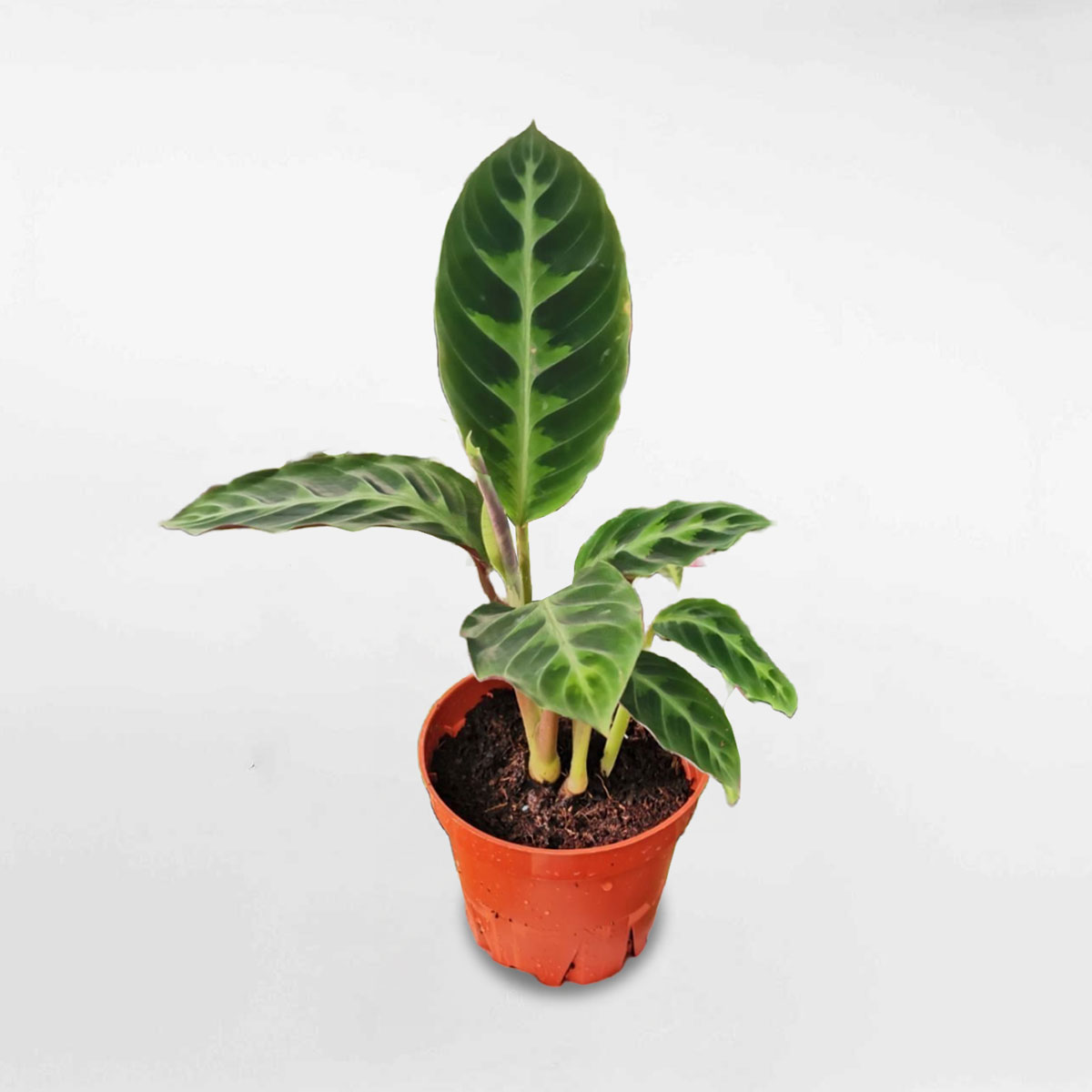 Cây đuôi công Calathea Warscewiczii CATH640
