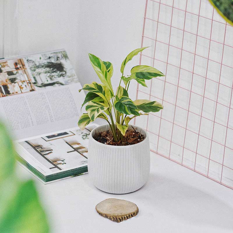 Cây Đuôi Công Calathea Thai Beauty