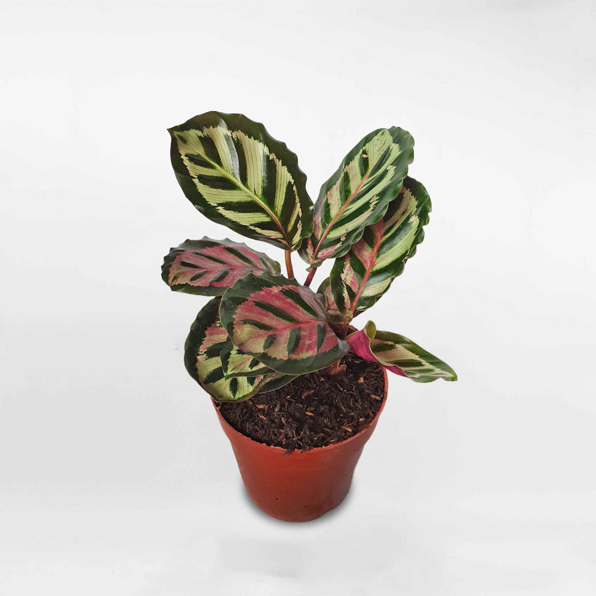 Cây đuôi công Calathea roseopicta Cora CATH240