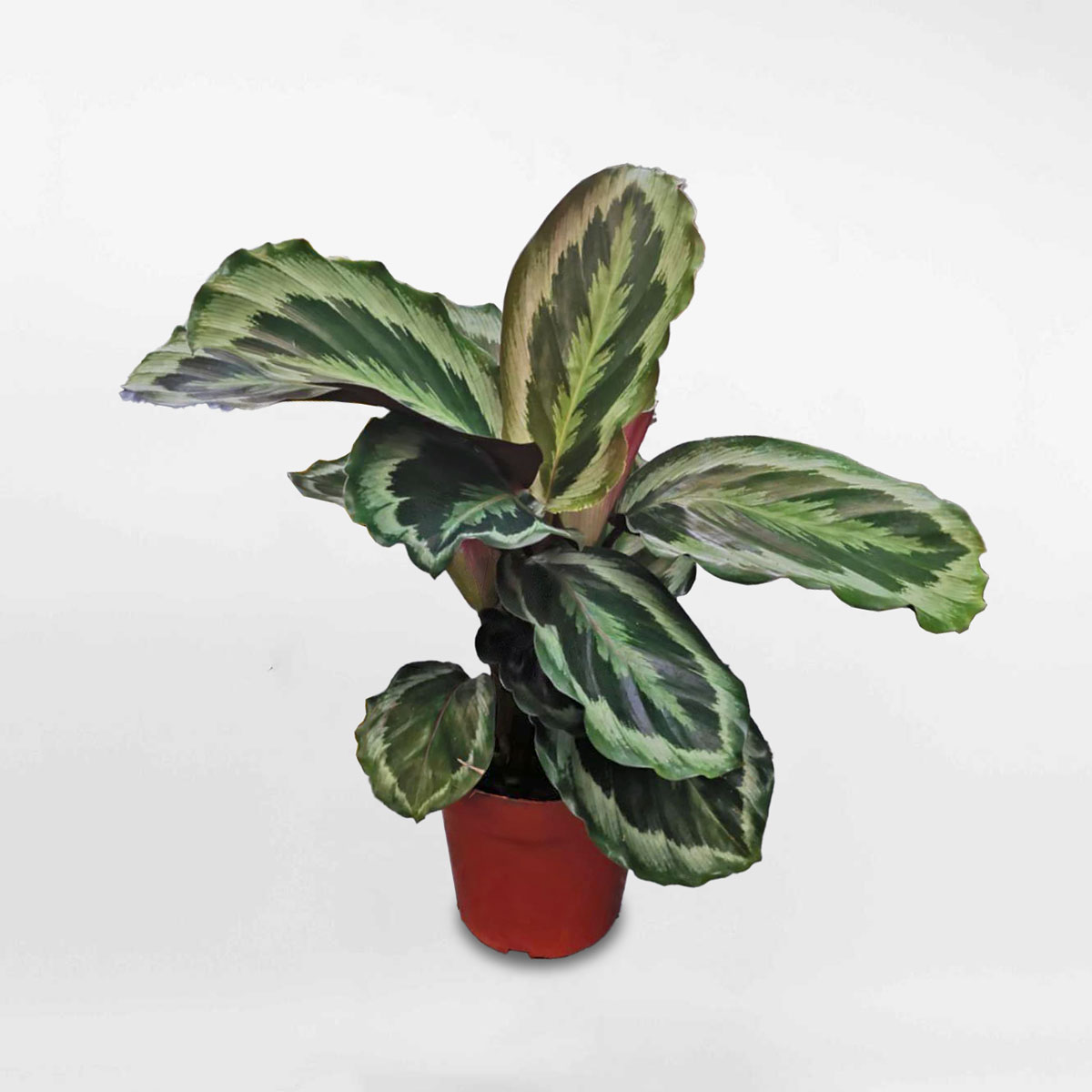 Cây đuôi công Calathea roseopicta Marion CALA020