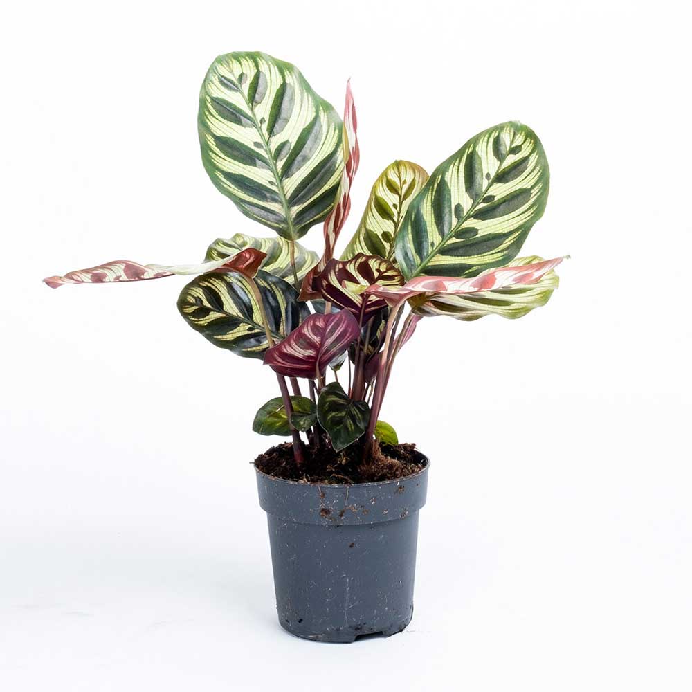 Cây Đuôi Công Đốm Calathea Makoyana