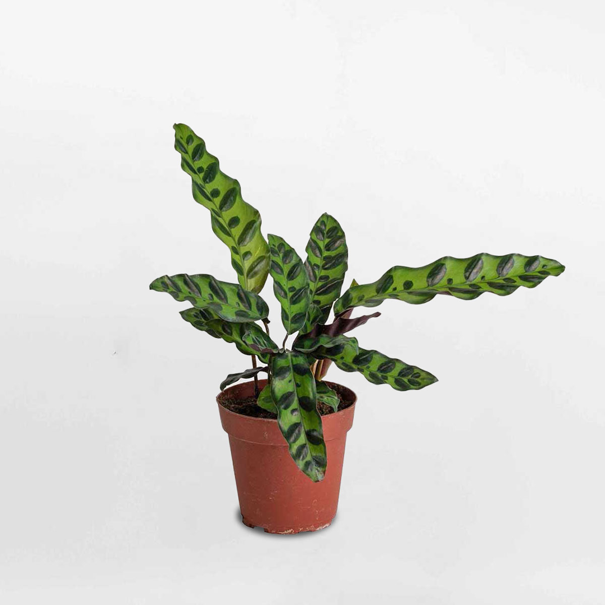 Cây đuôi phụng Calathea Lancifolia CATH100