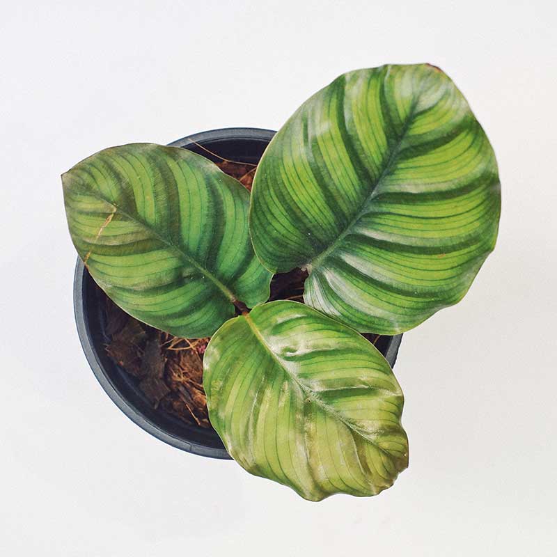 Cây Đuôi Công Calathea Fasciata Borrusica
