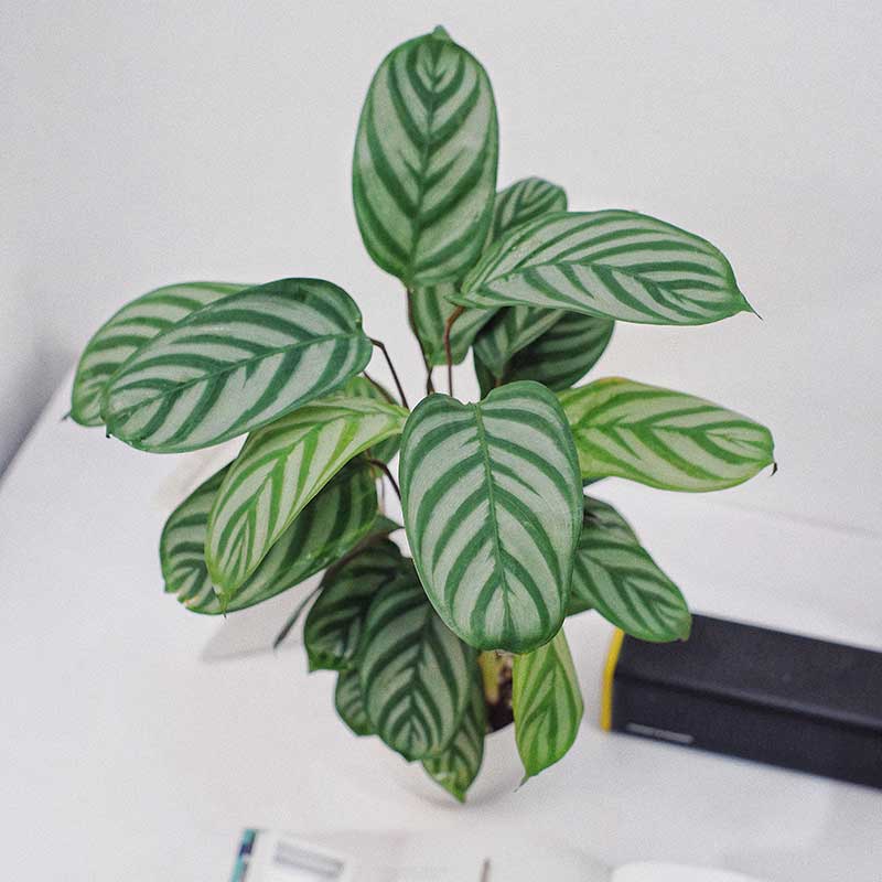 Cây Đuôi Công Calathea Compact Star