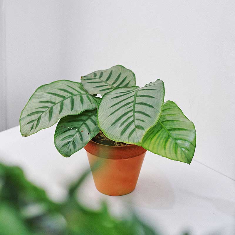 Cây Đuôi Công Calathea Bella Carlina