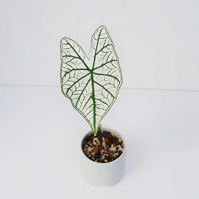 Cây Môn Caladium White Christmas