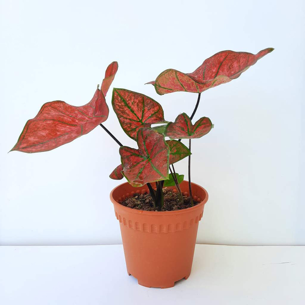 Cây Môn Tía – Caladium Bubble – Caladium New Wave