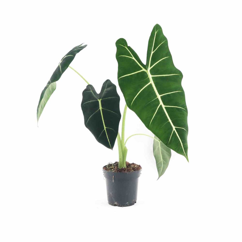 Cây Môn Nhung Alocasia Micholitziana Frydek