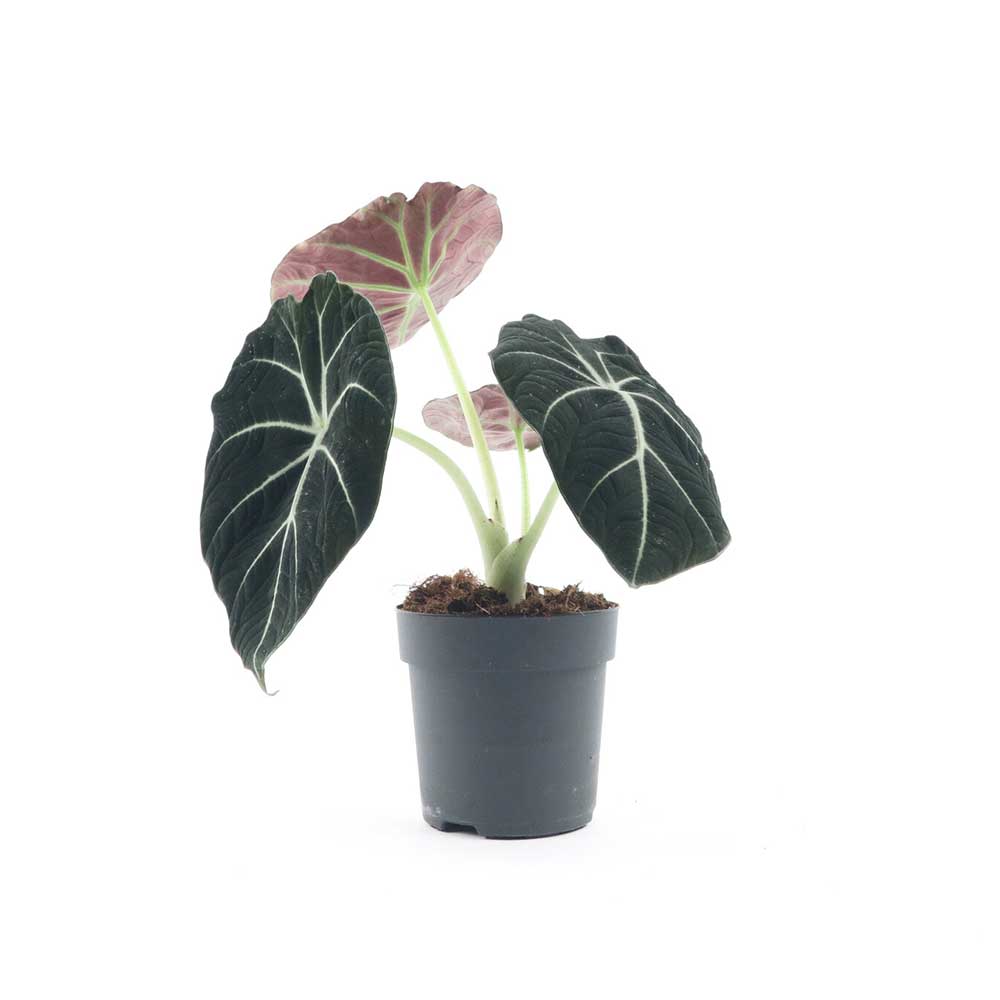 Cây Môn Nhung Lá Đen Alocasia Black Velvet