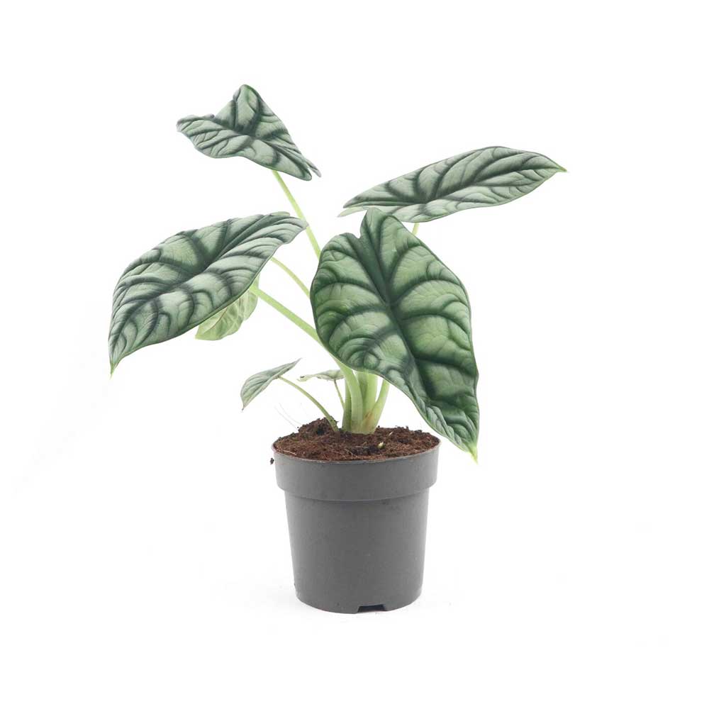 Cây Môn Rồng Bạc Alocasia Baginda Silver Dragon