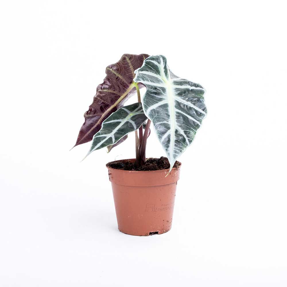 Cây Môn Quan Âm Alocasia Amazonica Polly