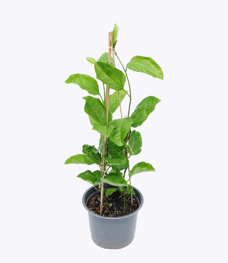 Cây chanh dây chậu ươm FRUI012