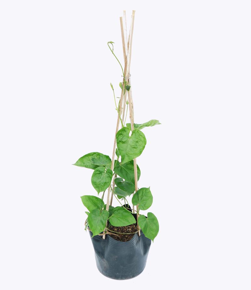 Dây Thiên Lý/ Hoa Dạ Lý Hương – Cao 70 Cm
