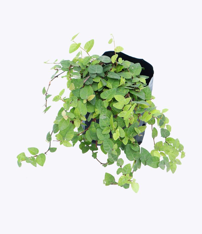 Dây Thằn Lằn Bám Tường