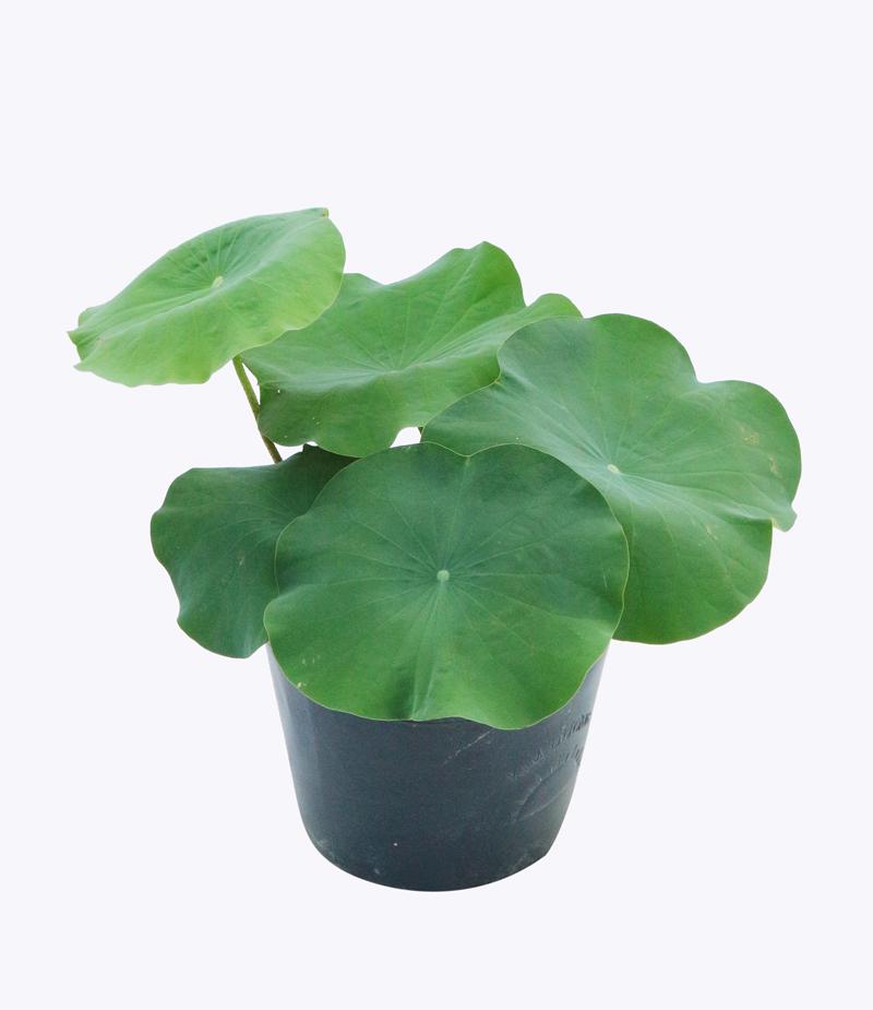 Cây Hoa Sen – Cao 37cm