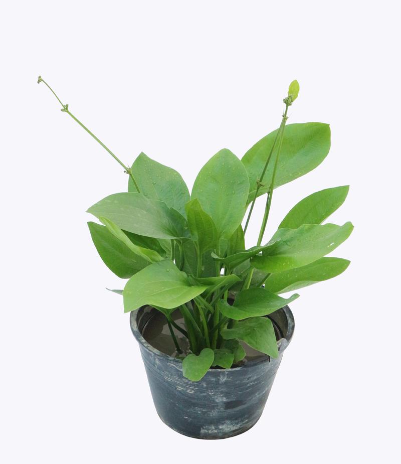 Cây Bách Thủy Tiên/ Thủy Cúc/ Từ Cô Lá Tim – Cao 50cm