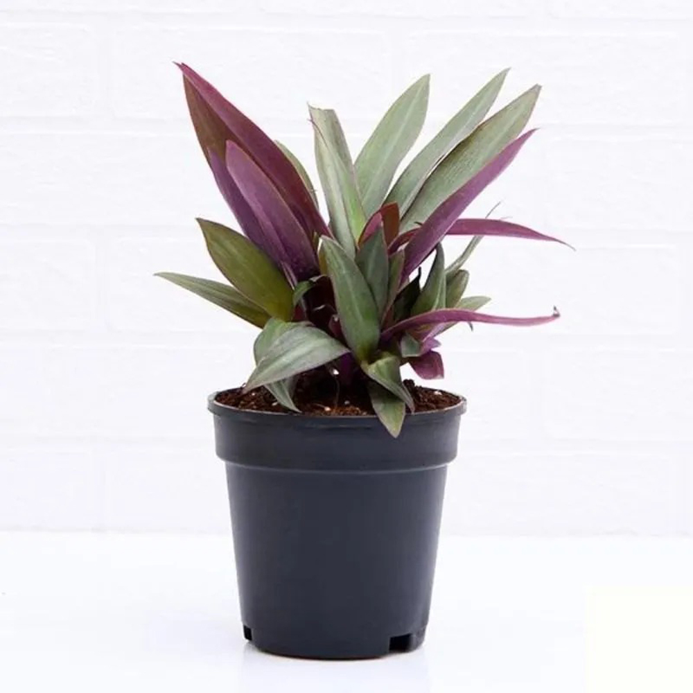 Cây Lẻ Bạn – Cao 19cm