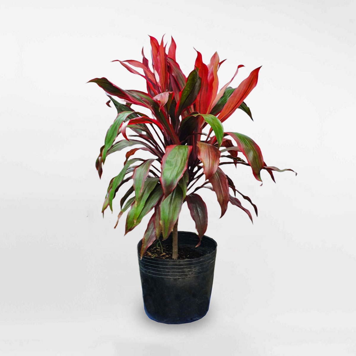 Cây huyết dụ đỏ chậu ươm CHPD003